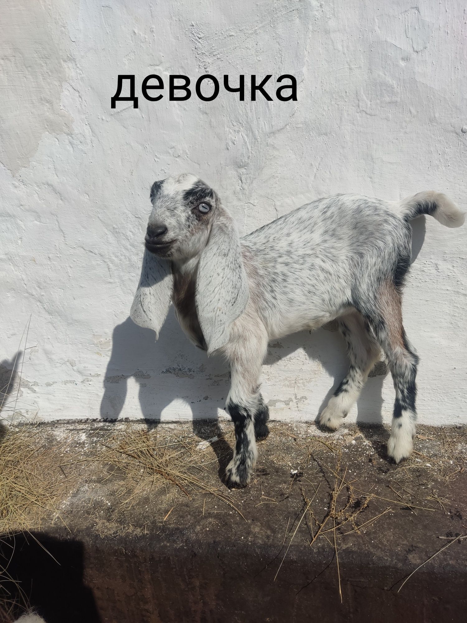 Англо-нубийские козлята