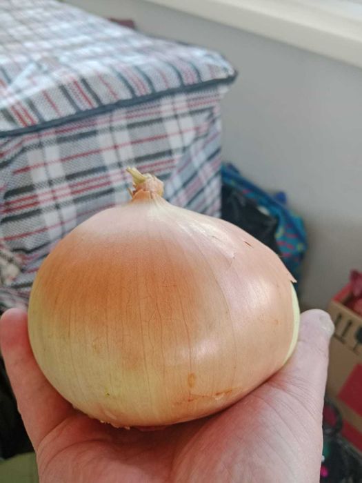 Лук репчатый оптом в мешках  крупный-калибровка 5-12 mm