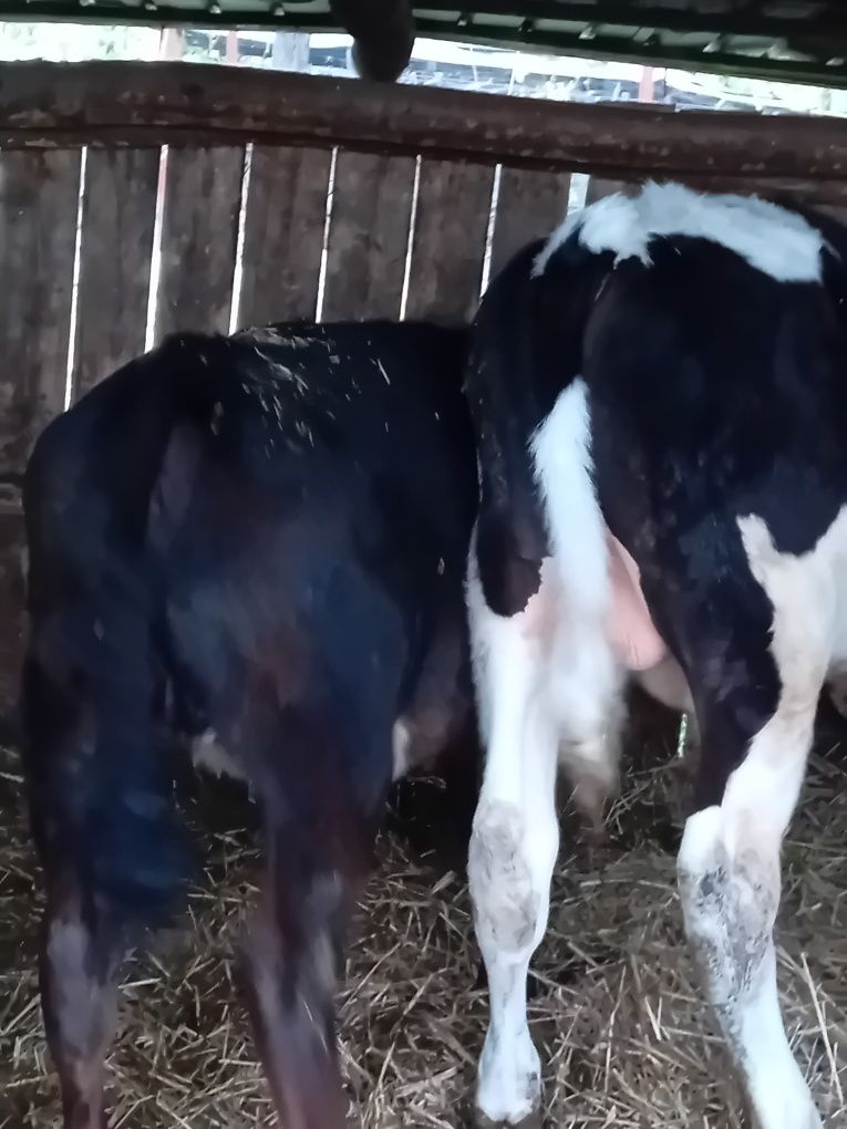 Vitea Angus sj Tauras Holstein