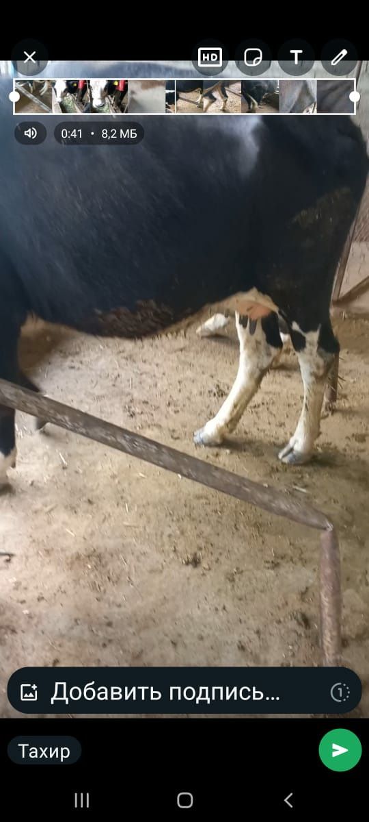 Корова и телёнок  . .