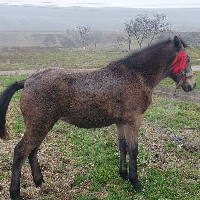 Vand manz  sau schimb cu vitei