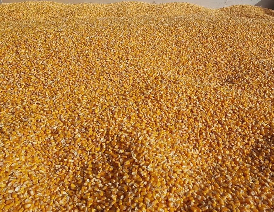 Vând boabe, grâu, orz, floarea-soarelui