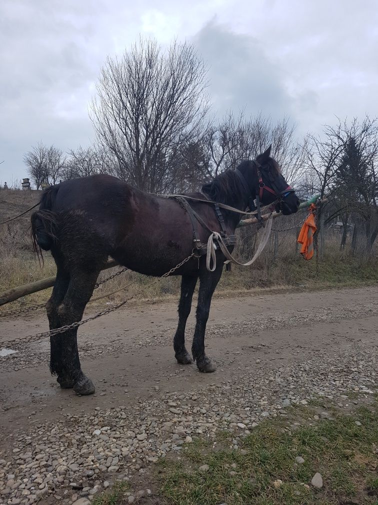 De vînzare mânza 2 pe 3 ani