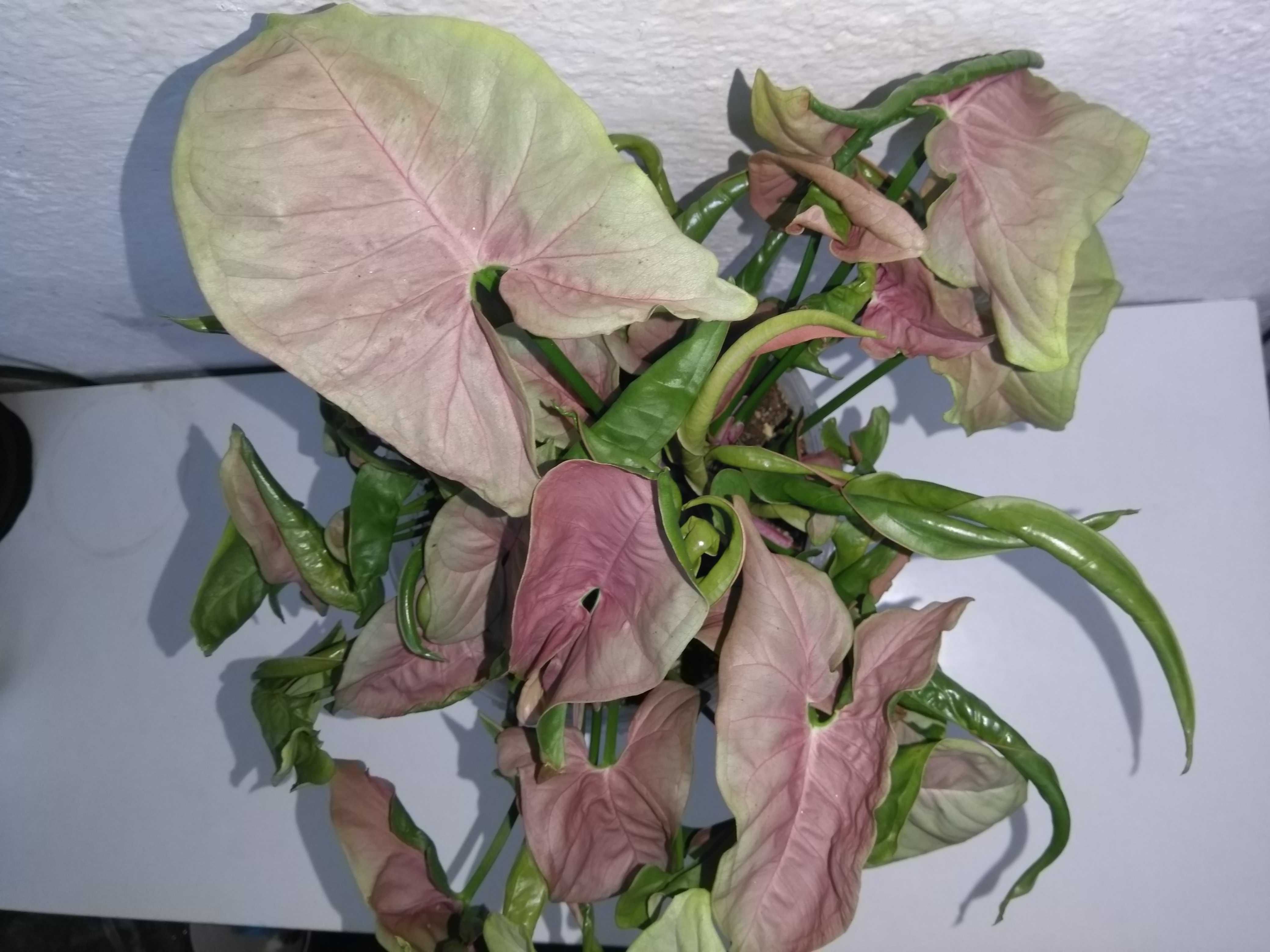 Plante curgatoare exotice tropicale syngonium pothos scindapsus satin