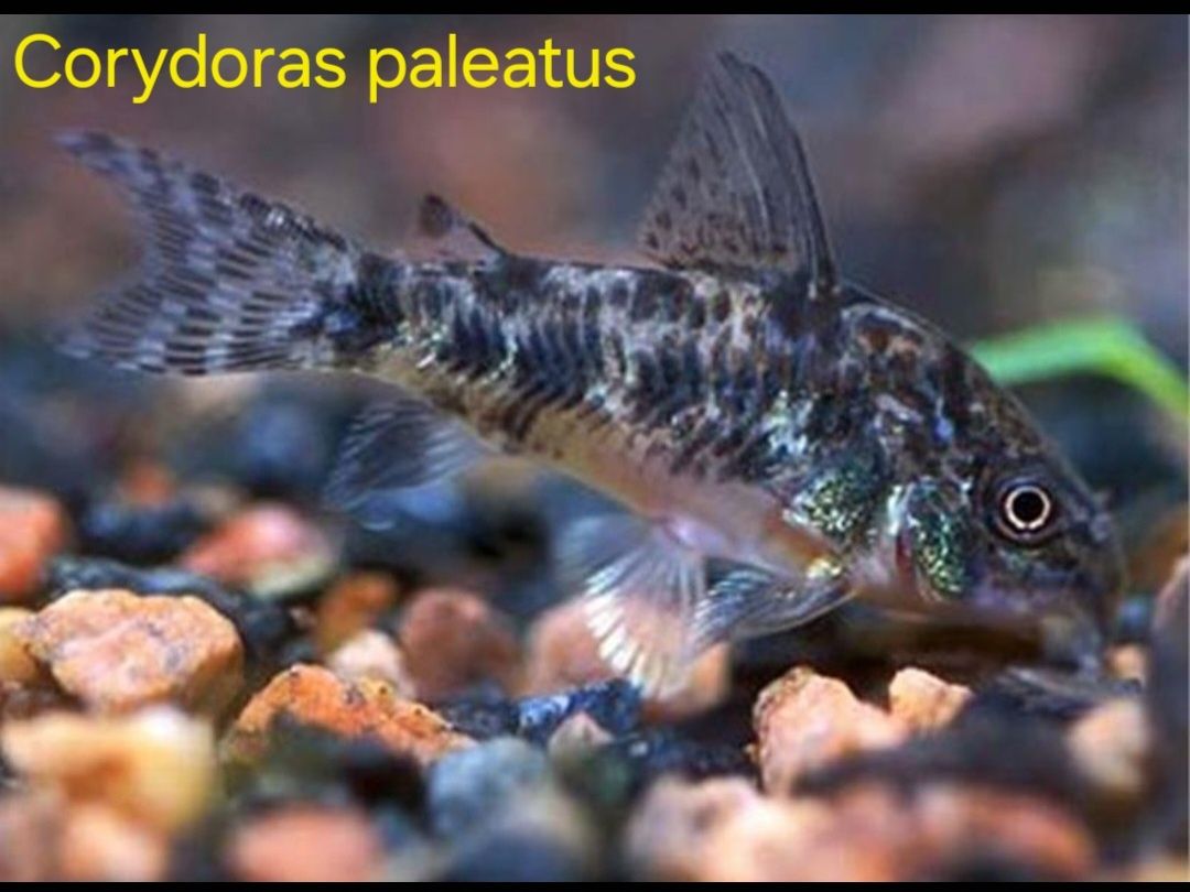 Pesti acvariu Corydoras, tetra, cardinali