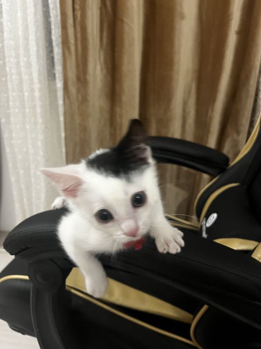 Котенок изет любящую семью