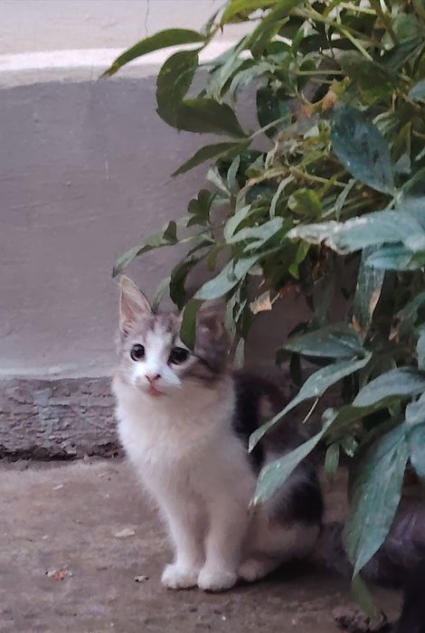 Отдам даром котяток в хорошие добрые руки любящим животных.
