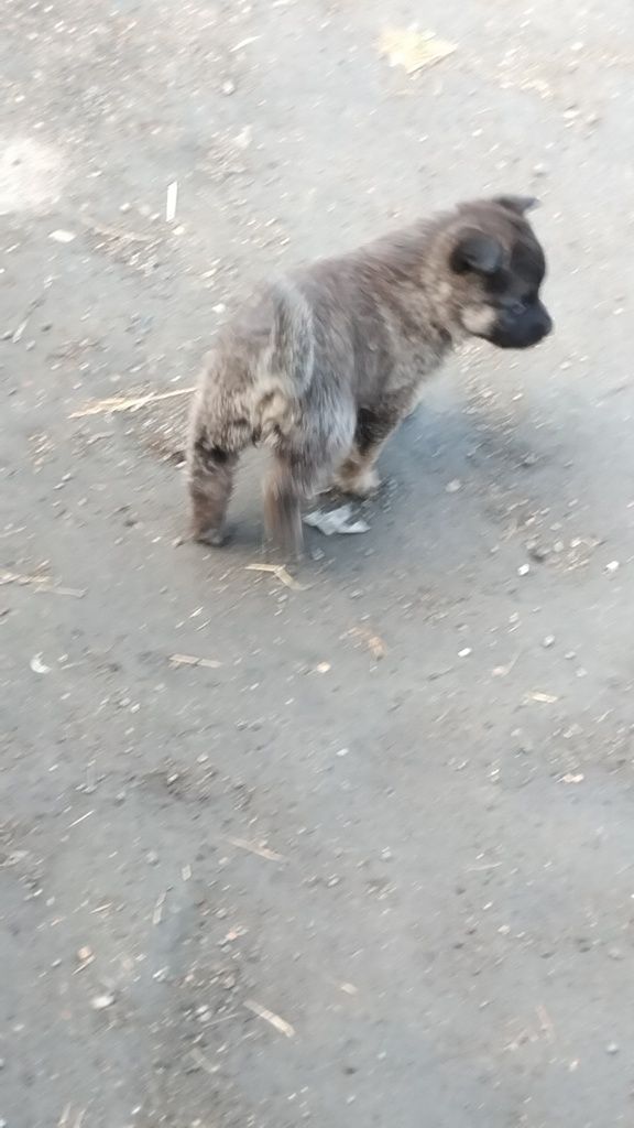 Отдам щенка девочка