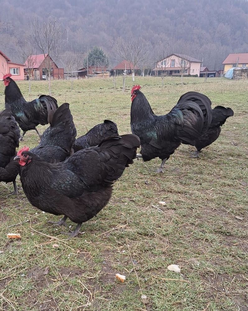 Oua incubat Australorp