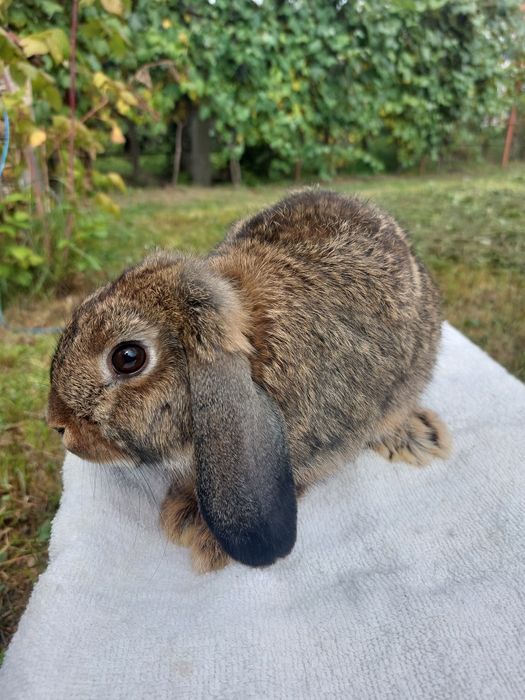 Femele,iepure berbec pitic 2+1 gratis