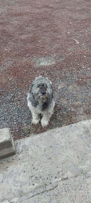 Срочно!!! собака бесплатно