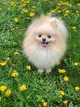 Femela Adult Pomeranian Extra Mic