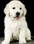 Golden Retriever de vanzare aspect superb/transport