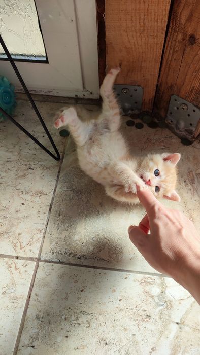 Спешно! Мъжко коте има нужда от дом!