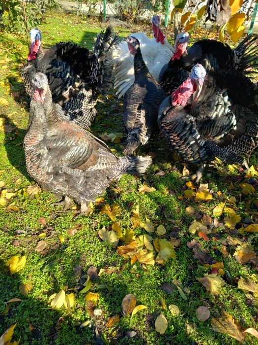 Vând curcani și curci.