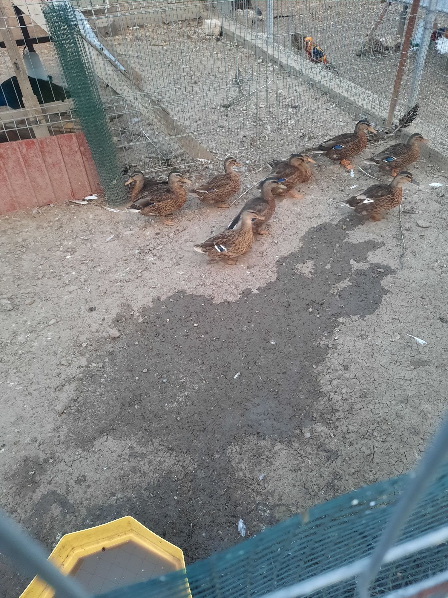 Fazani exotici si rațe