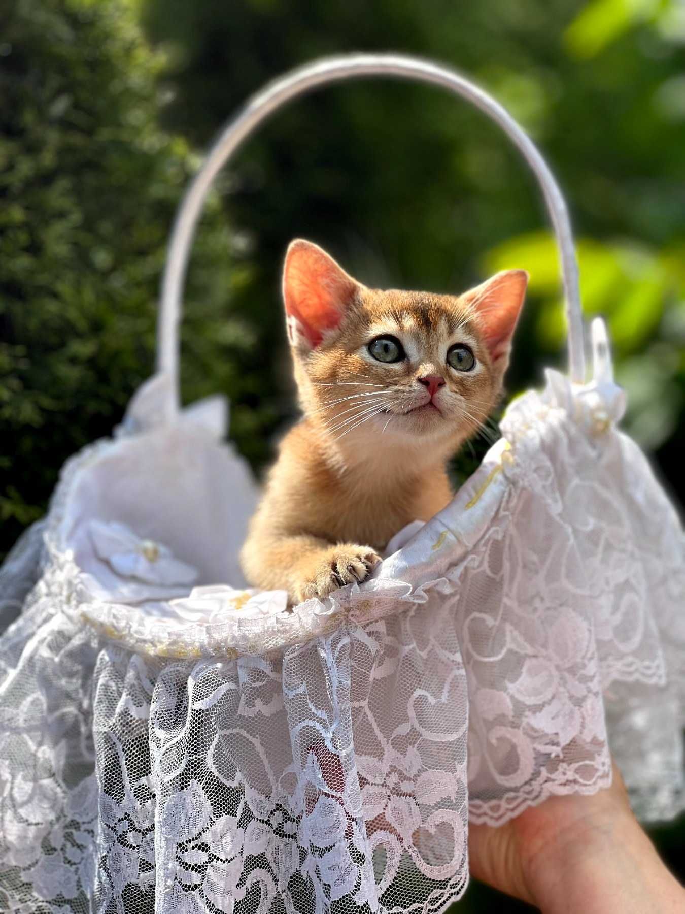 абисински котенца
