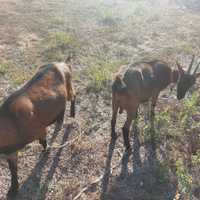 Capre apline franceze - bune pentru lapte si/sau animal de companie