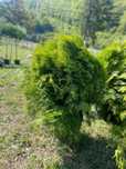 Plante ornamentale de impact pentru curți spectaculoase