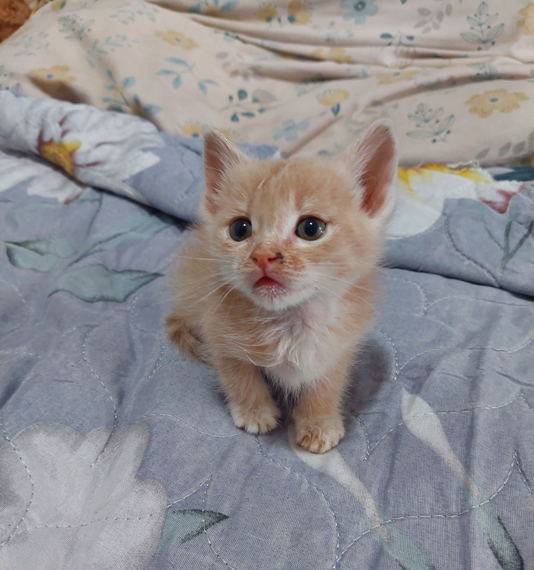 Отдам ласкового котенка