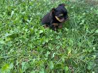 Yorkshire Terrier fetița (pui)