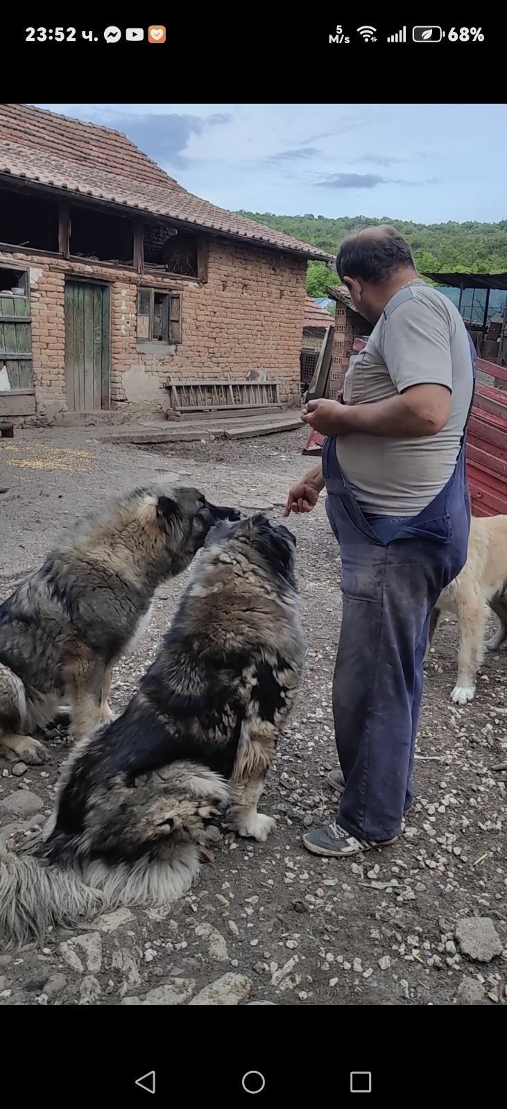 Продавам Кавказка Овчарка