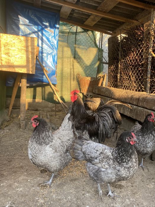 Oua Australorp Abastru