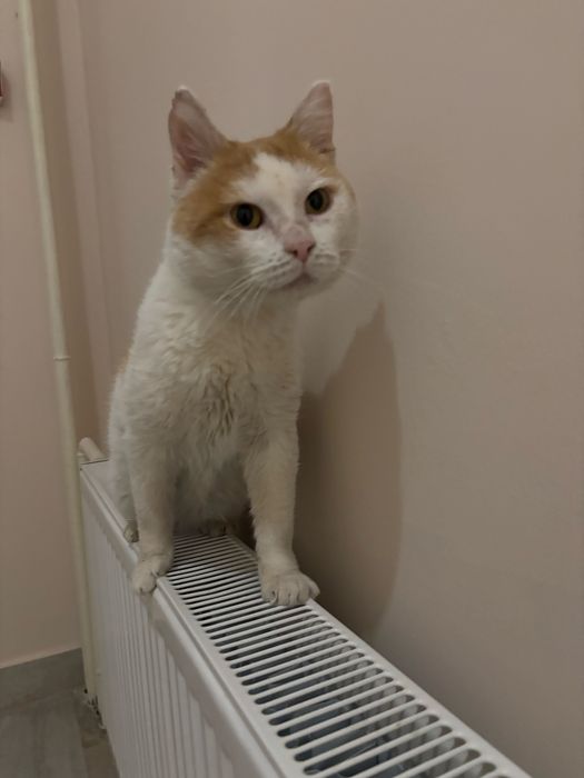 Ищу дом для Рыже белого кастрированного кота