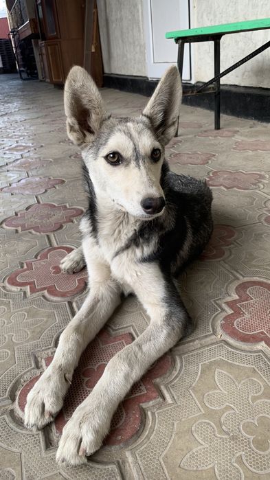 Пропала Собака Лайка