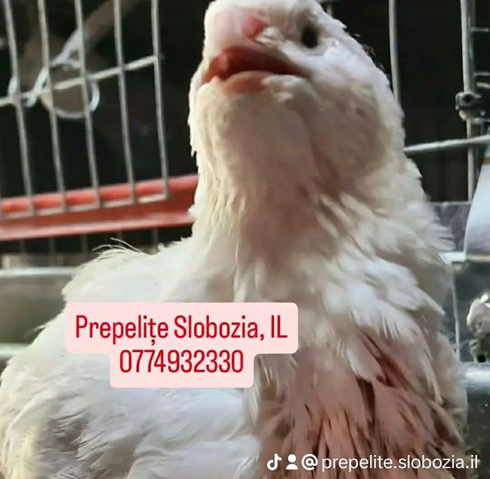 Vând ouă incubat POLARA GIGANT XXL, pui, tineret