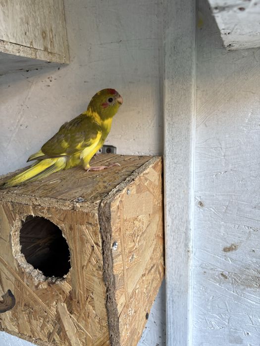 Vand Papagali Kakariki