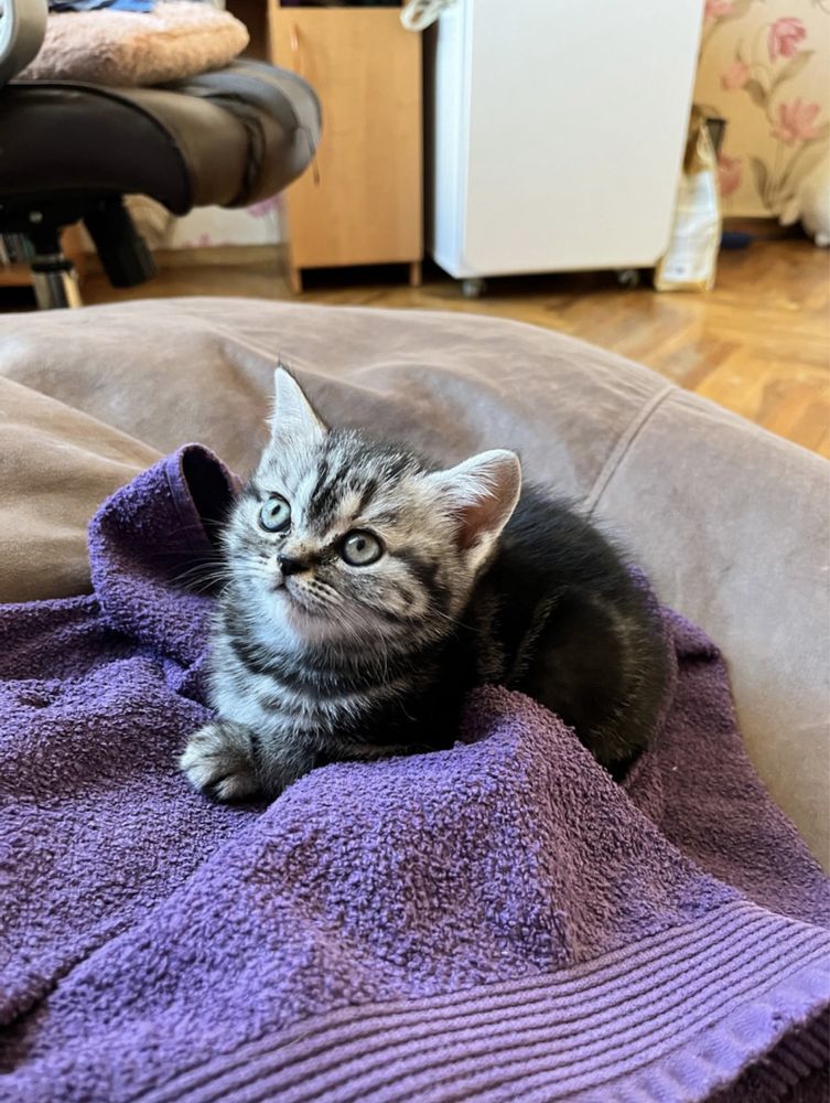 British ShorthairBr