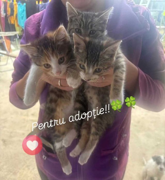 Pisici pentru adopție