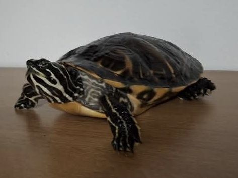 Două țestoase de vânzare! 
Sunt drăguțe, liniștite și ușor de îng