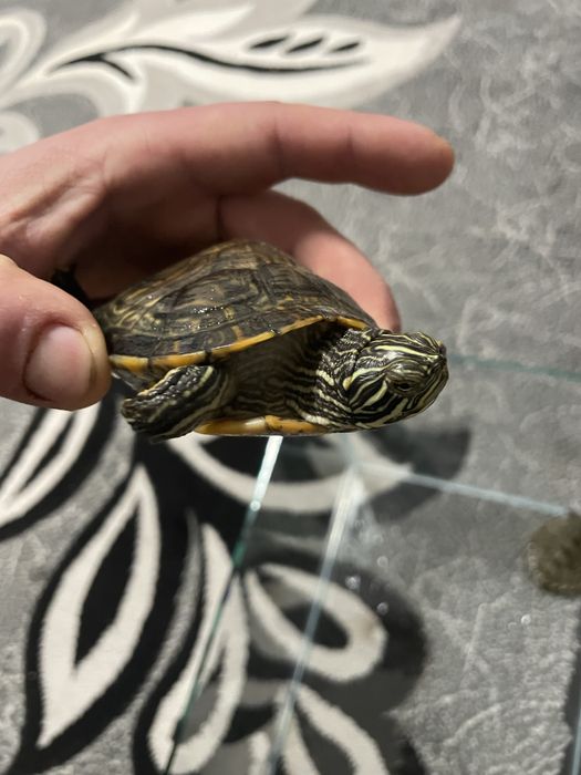 Vand broasca testoasa cea mare