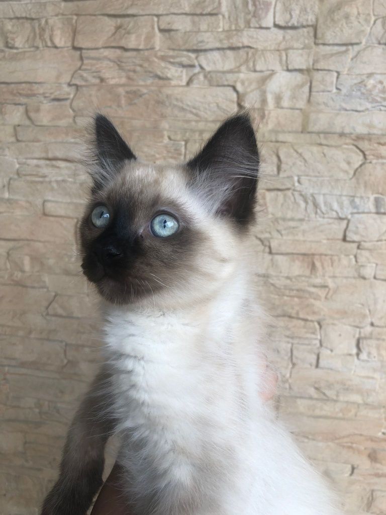 Motanel ragdoll!