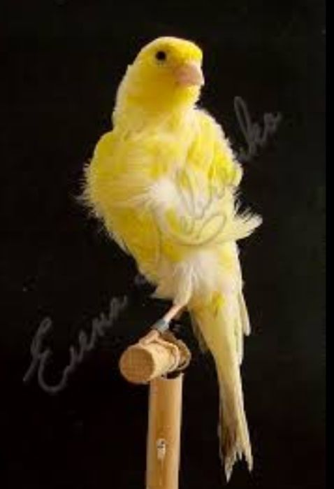 Продается канарейка