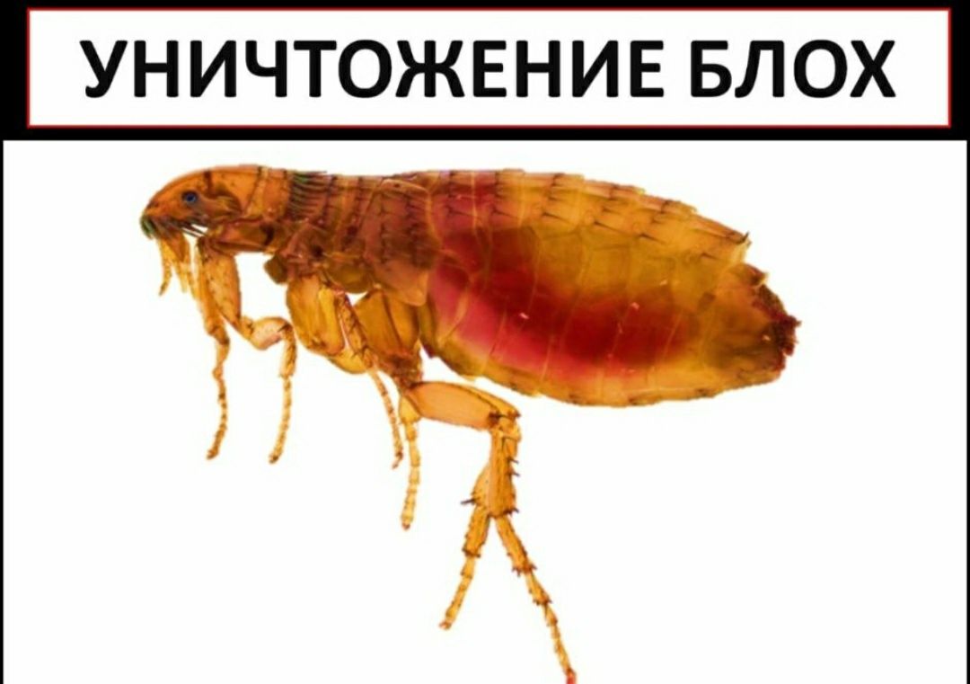 Дезинфекция Семей,уничтожение паразитов, тараканы клопы муравьи муха