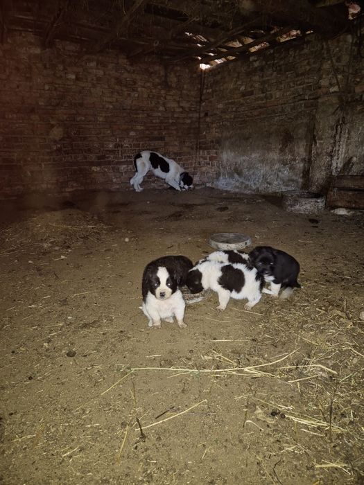 Прадавам магаре и малки кученца