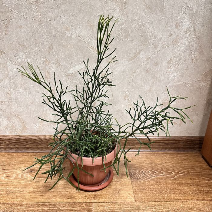 Продам комнатное растение Хатиора.