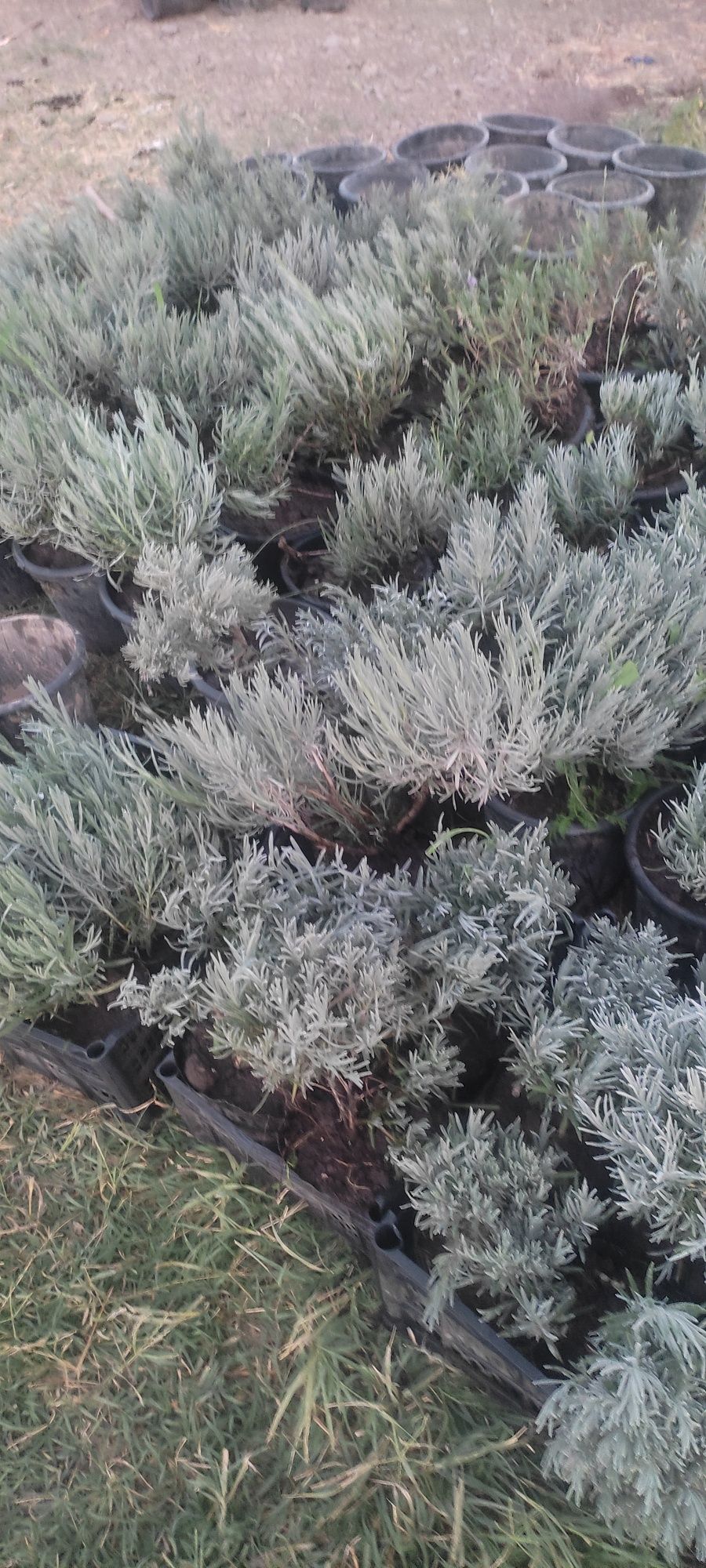Lavanda angustifolia Лаванда
