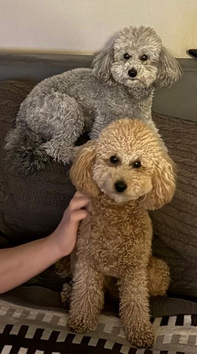 Щенок ПУДЕЛЯ миниатюрный