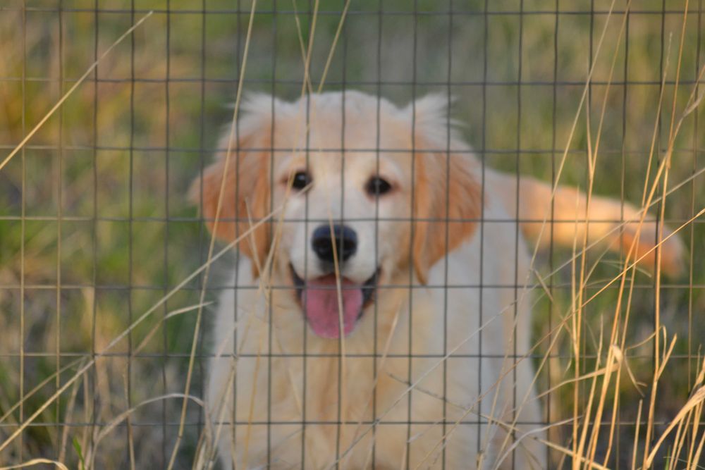 Vand femela golden retriever cu pedigree