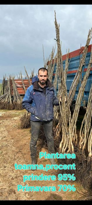 Baloti fan sau lucerna Rotunzi 40.Drept.500;Pomi Aluni Nuc.Castan.Afin