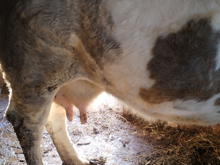 Vind vaca gestanta în șapte luni