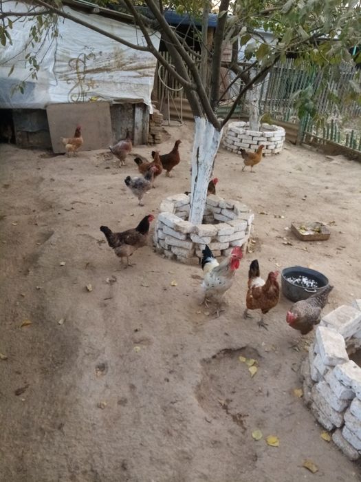 Тауықтар, тауықтар