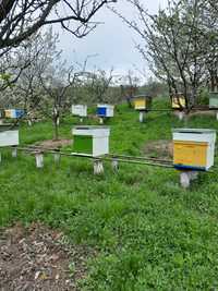 Vând 20 familii albine