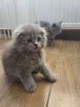 Puiuți Scottish Fold și British Shorthair