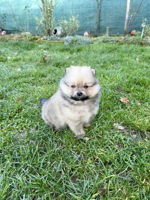 Померан мини момче. Померанче