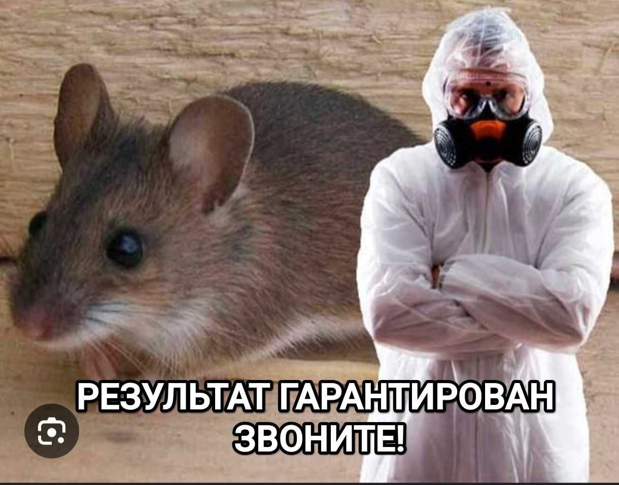 Профессиональная отрава д.е.з.и.н.ф.е.к.ц.и.я мыши крысы тараканы